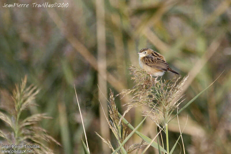 Cisticole des joncs1ère année, habitat