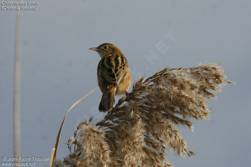 Zitting Cisticola