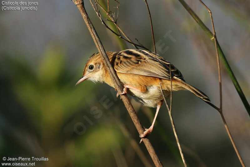 Zitting Cisticola