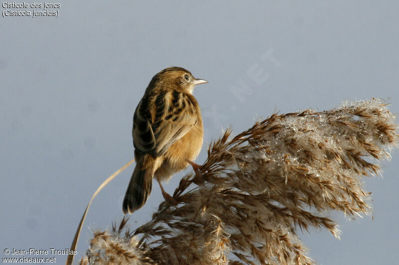 Zitting Cisticola