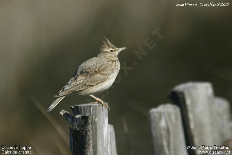 Cochevis huppé