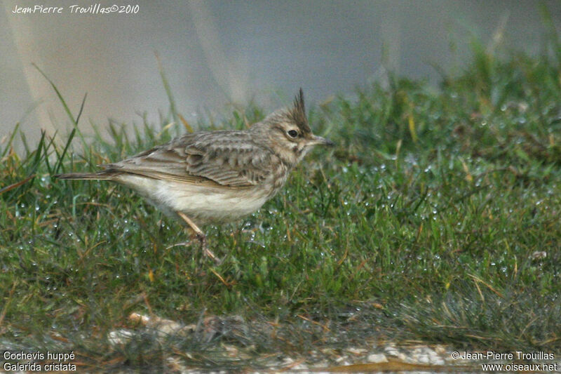 Crested Lark