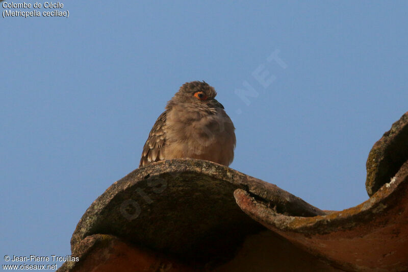 Bare-faced Ground Dove