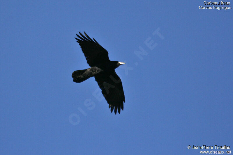 Corbeau freuxadulte