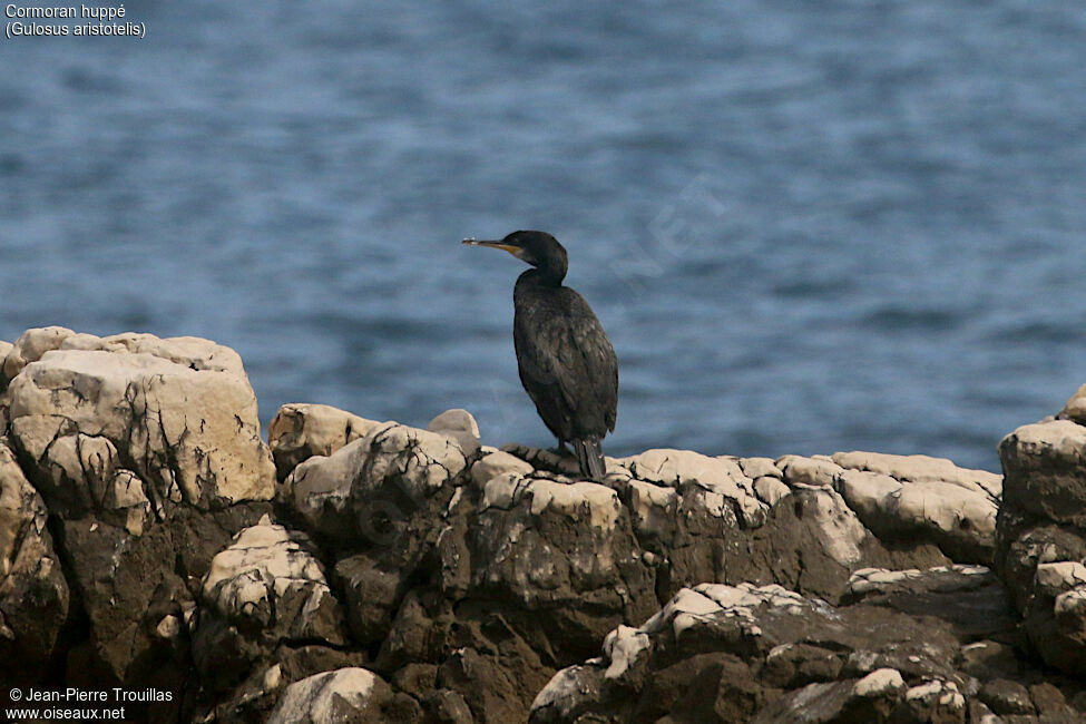 Cormoran huppé