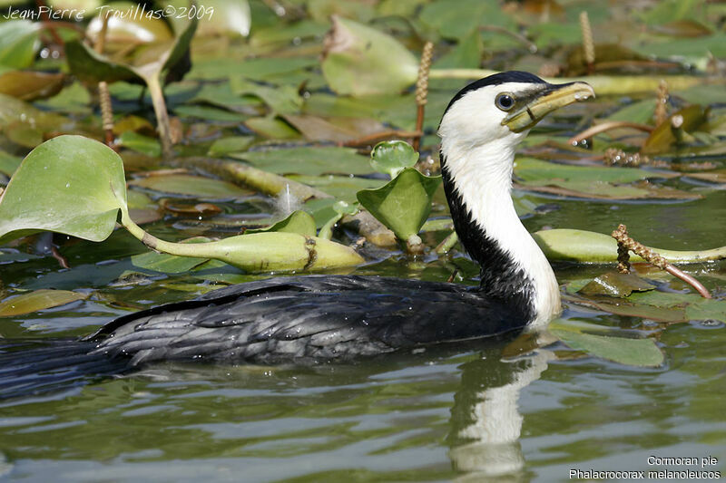 Little Pied Cormorant