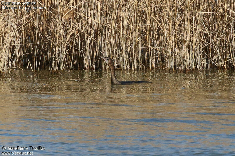 Pygmy Cormorant