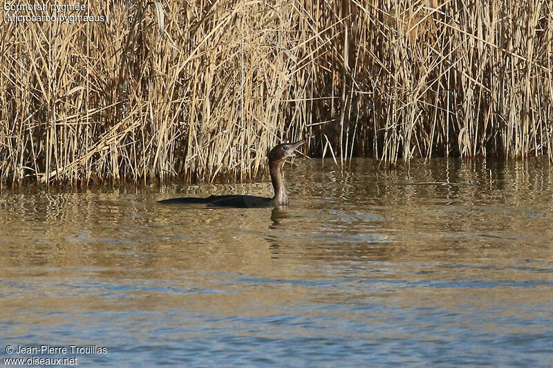 Pygmy Cormorant