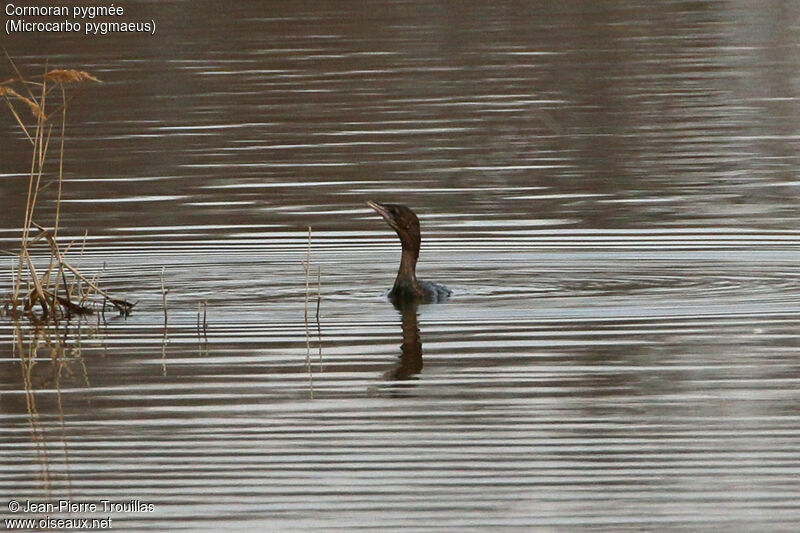 Pygmy Cormorant