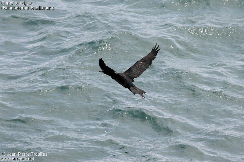 Neotropic Cormorant