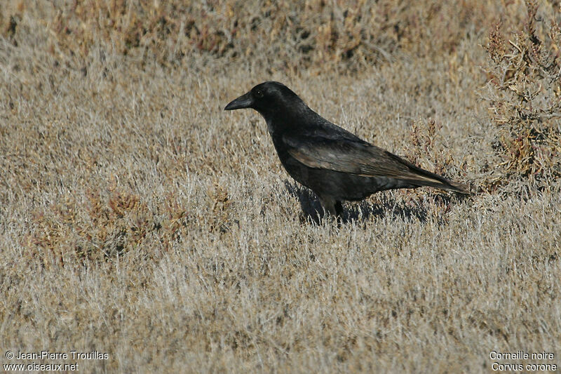 Carrion Crow