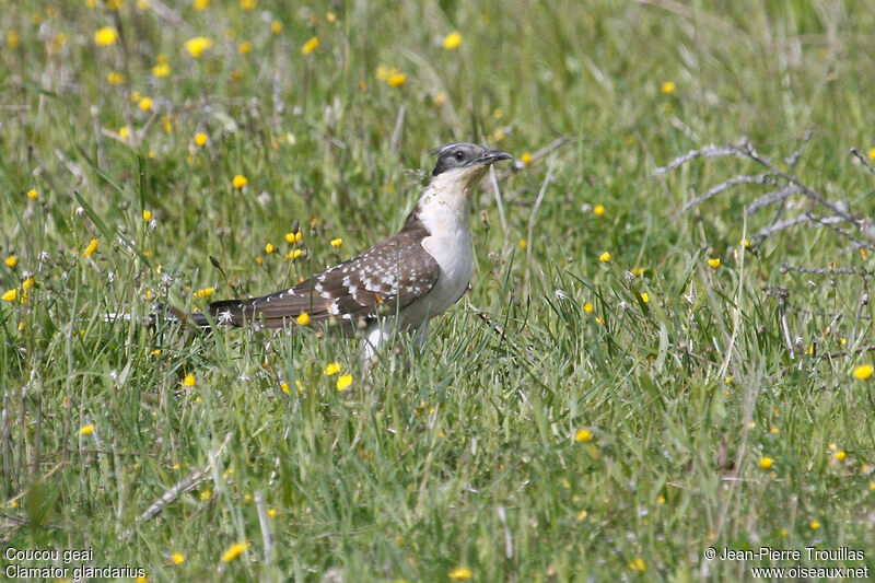 Great Spotted Cuckoo