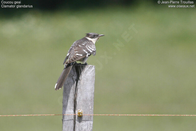 Great Spotted Cuckoo