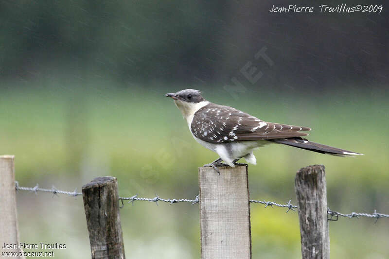 Great Spotted Cuckooadult, identification