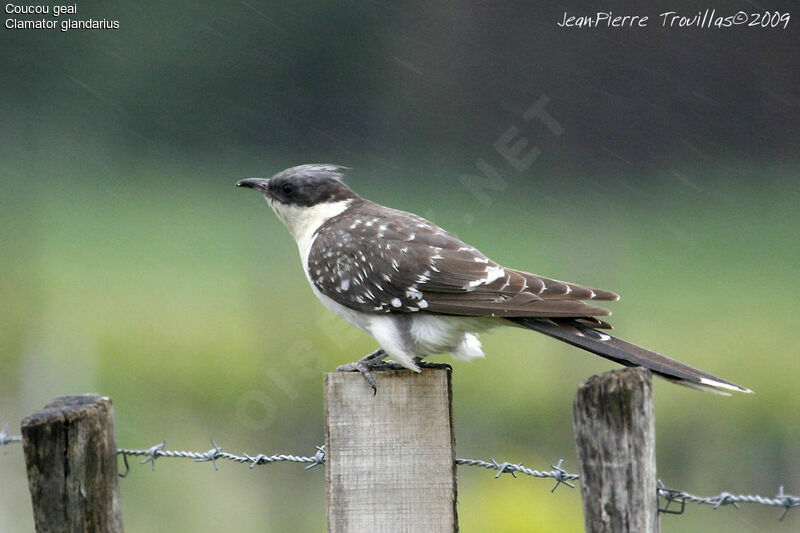 Great Spotted Cuckoo