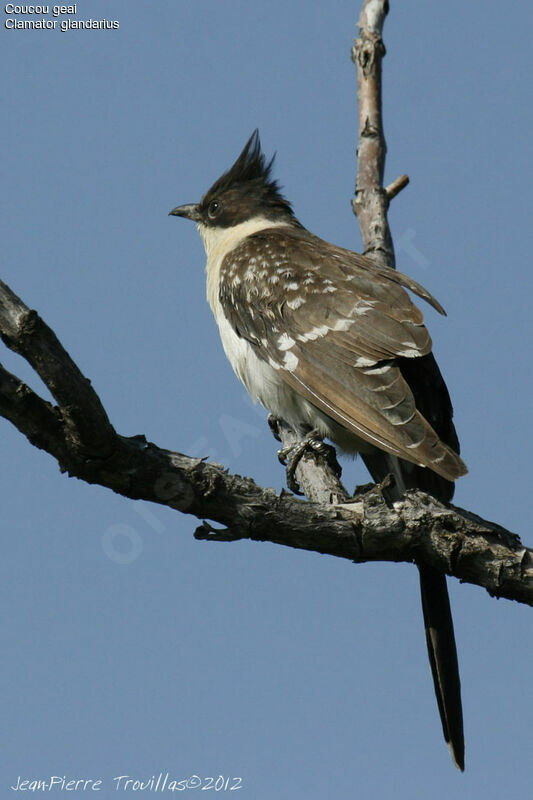 Great Spotted Cuckoo