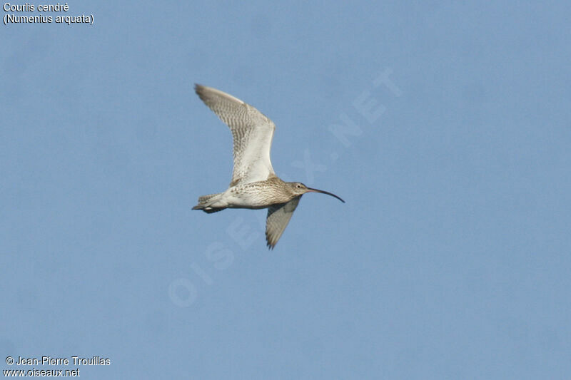 Eurasian Curlew