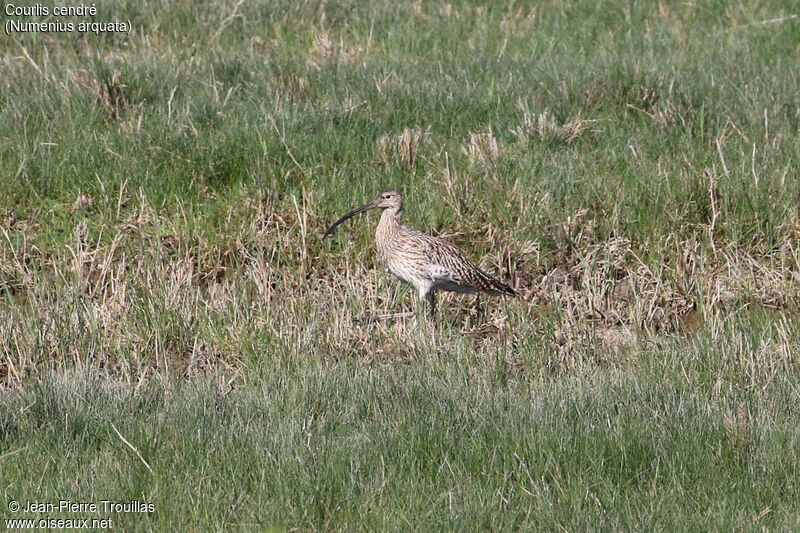 Courlis cendré