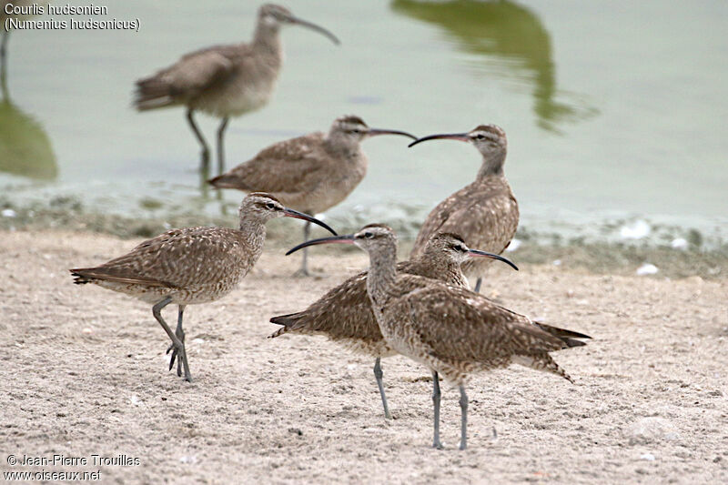 Hudsonian Whimbrel