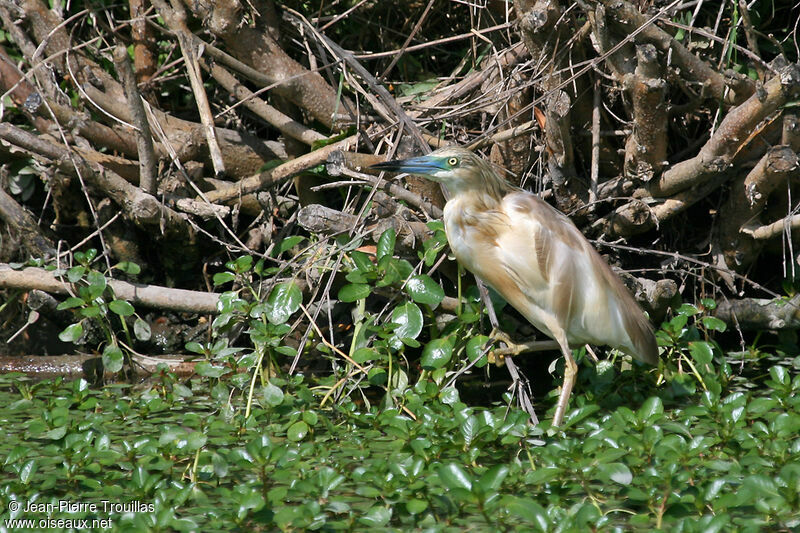 Squacco Heronadult