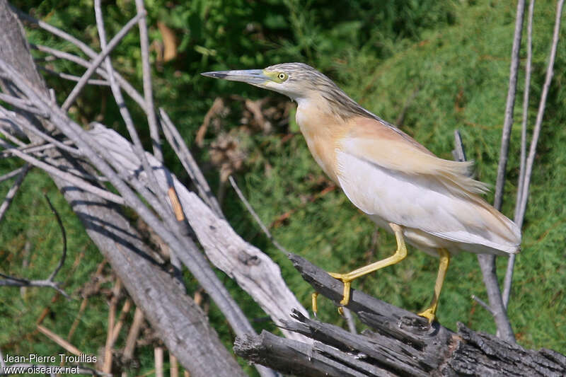 Crabier cheveluadulte, identification