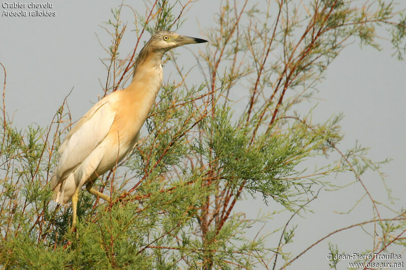 Crabier chevelu