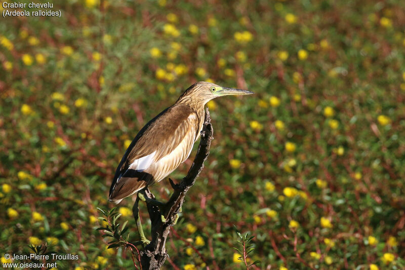 Crabier chevelu