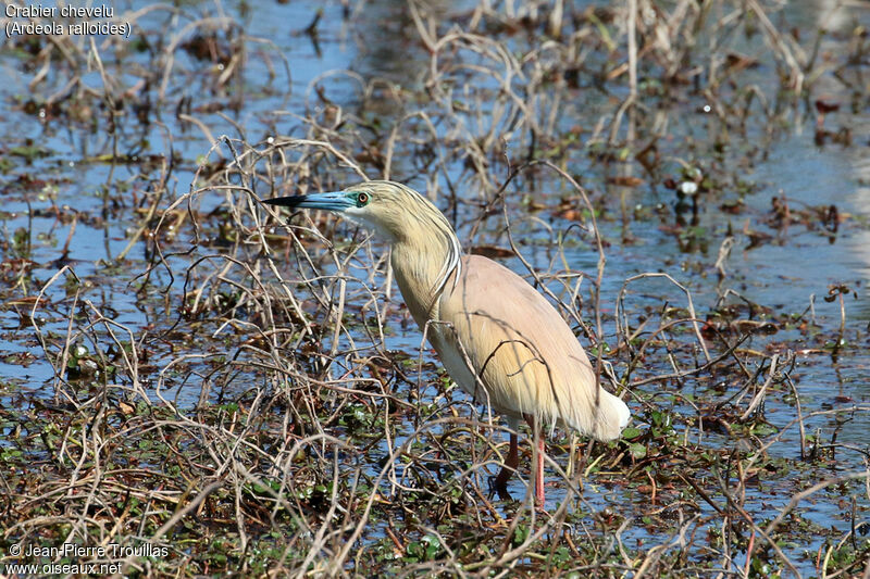 Squacco Heron