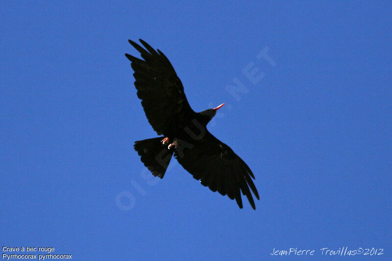 Red-billed Chough