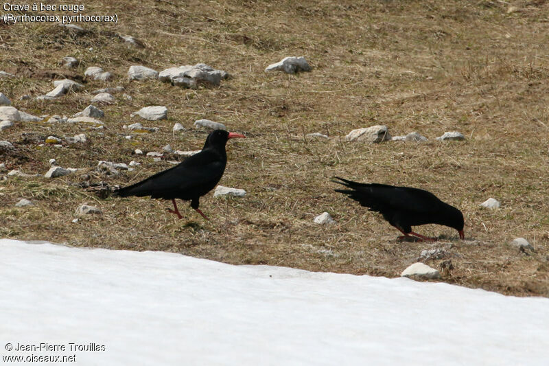 Red-billed Chough