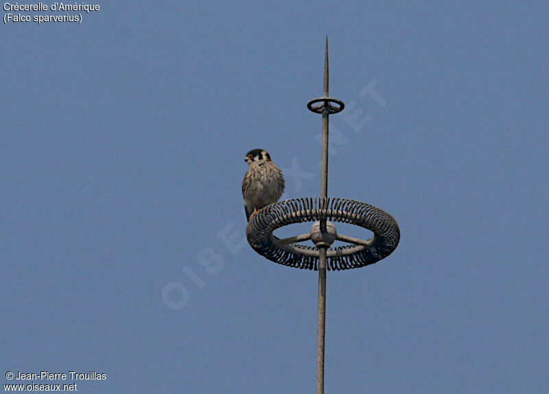 American Kestrel