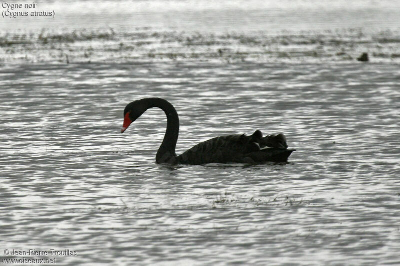 Black Swan