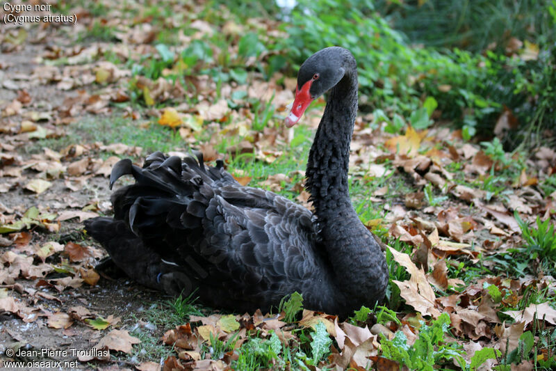 Cygne noir