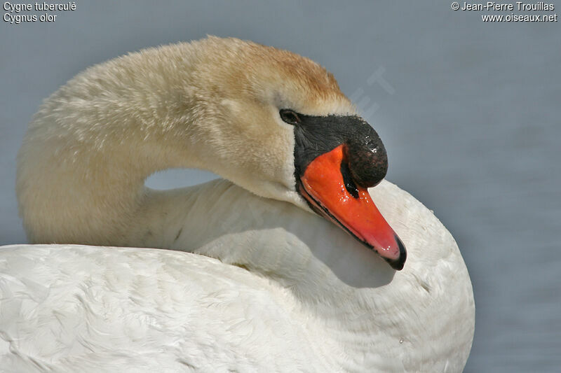 Mute Swan male adult