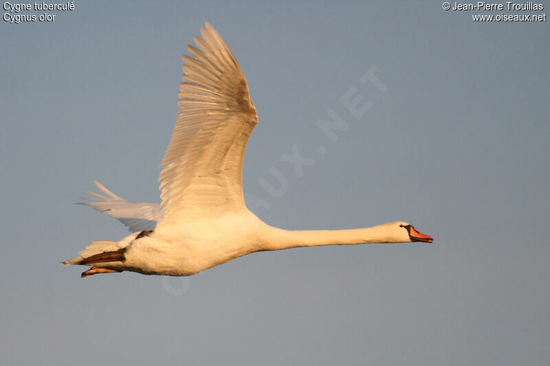 Mute Swan