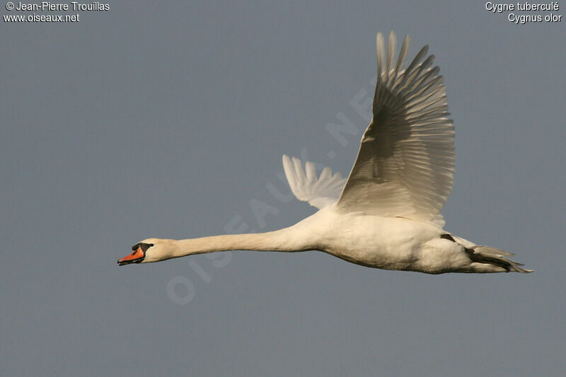 Cygne tuberculé