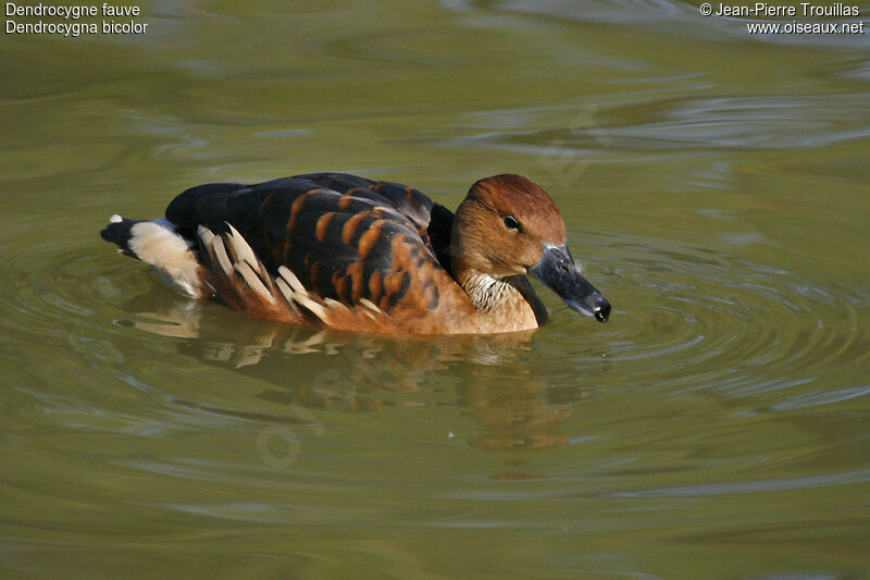 Dendrocygne fauve