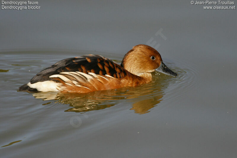 Dendrocygne fauve