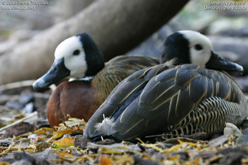 White-faced Whistling Duck