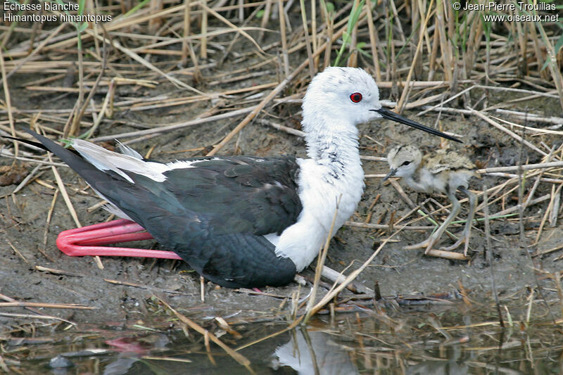 Black-winged Stilt