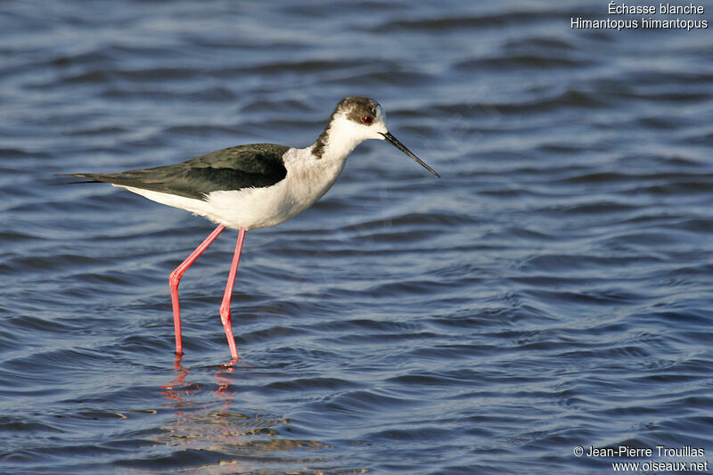 Black-winged Stilt