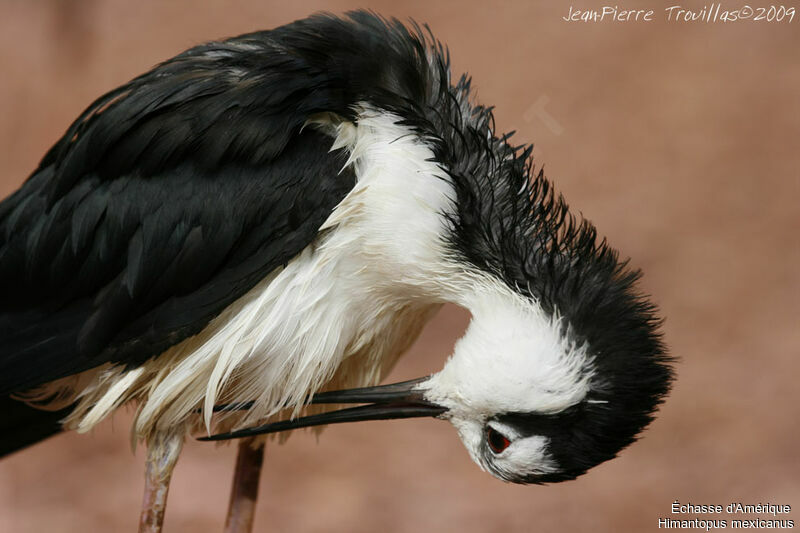 Black-necked Stilt