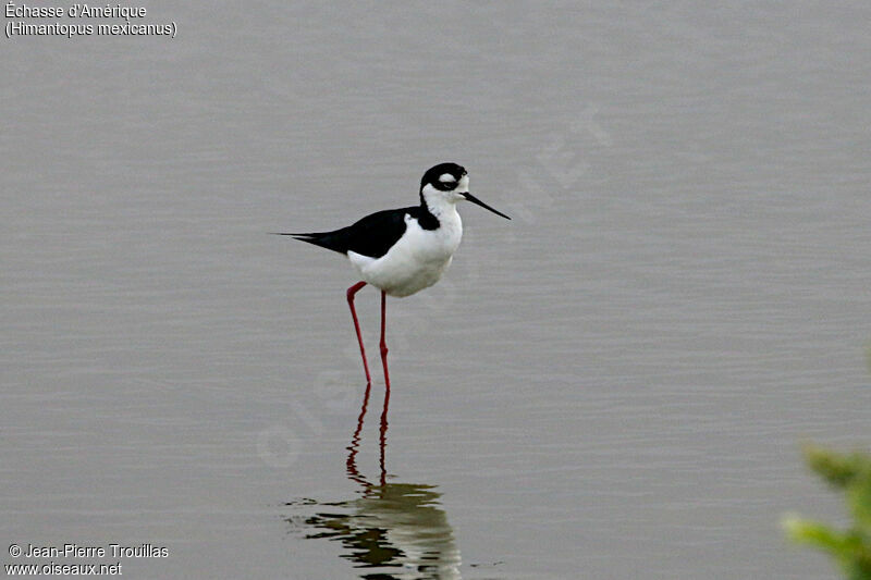 Black-necked Stilt