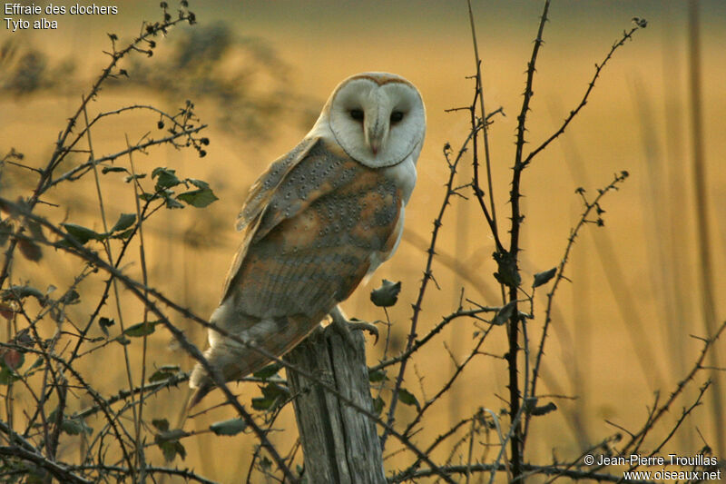 Western Barn Owl