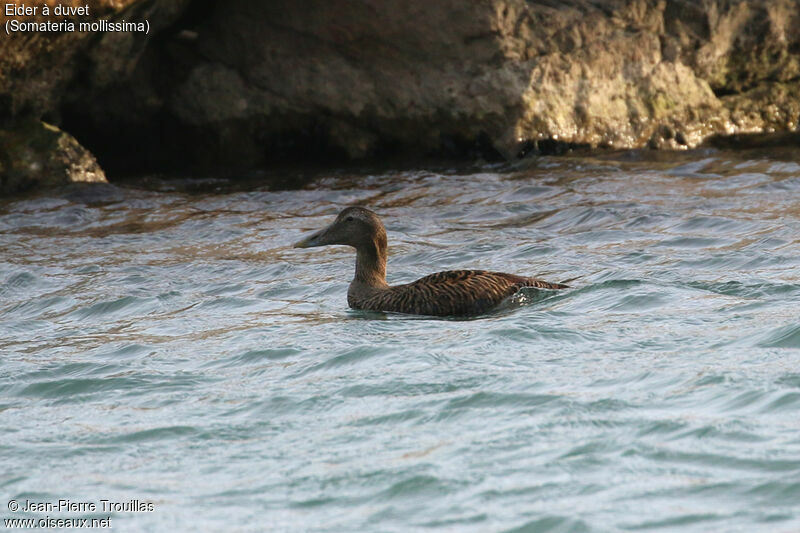 Eider à duvet femelle