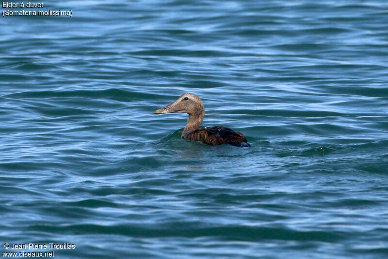 Eider à duvet