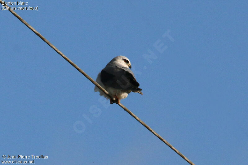 Black-winged Kiteimmature