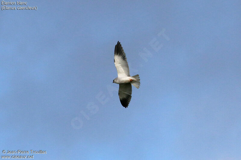 Black-winged Kite