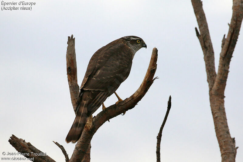 Eurasian Sparrowhawk