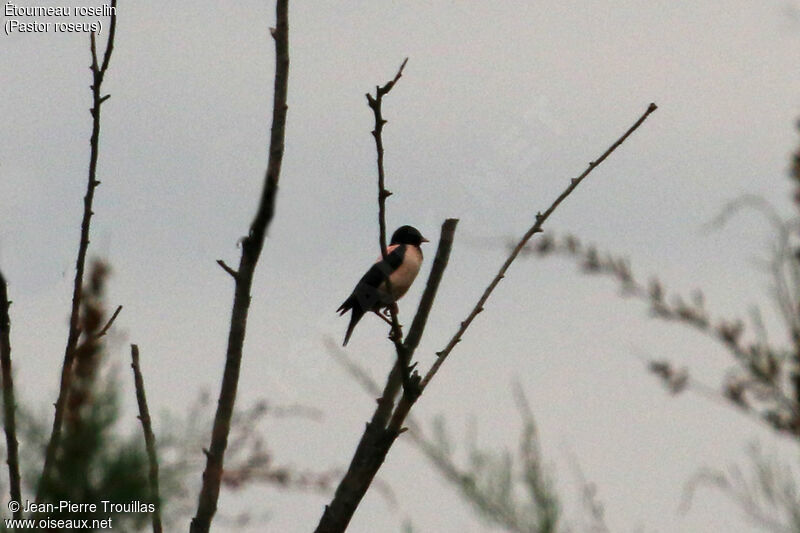 Rosy Starling